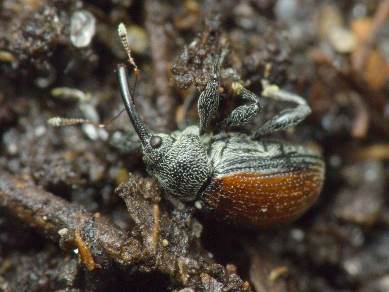 Anthonomus (Anthomorphus) phyllocola (Herbst, 1795)